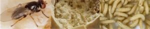 Italy's Cazu Marzu: Cheese Maggot