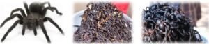 Crispy Tarantula – Cambodia’s Street Snack