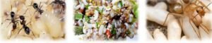 Escamoles – Mexico’s Ant-Larvae Tacos