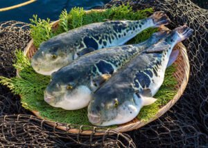 Fugu – Japan’s Deadly Pufferfish