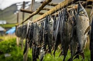 Hákarl – Iceland’s Fermented Shark