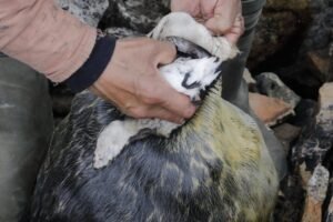 Kiviak – Greenland’s Fermented Bird Feast
