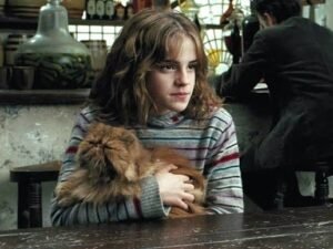 Hermione’s cat